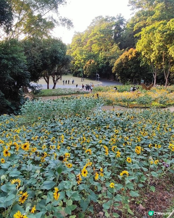 🌼🌼我愛花花🌼🌼之仙湖花展最後一輯😍