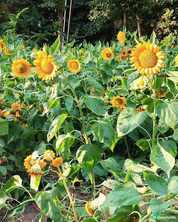 🌼🌼我愛花花🌼🌼之仙湖花展最後一輯😍