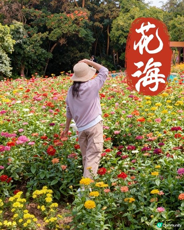 🌼🌼我愛花花🌼🌼之仙湖花展最後一輯😍