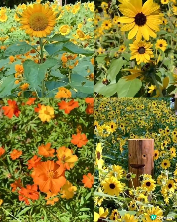 🌼🌼我愛花花🌼🌼之仙湖花展最後一輯😍