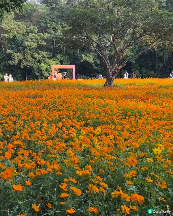 🌼🌼我愛花花🌼🌼之仙湖花展最後一輯😍