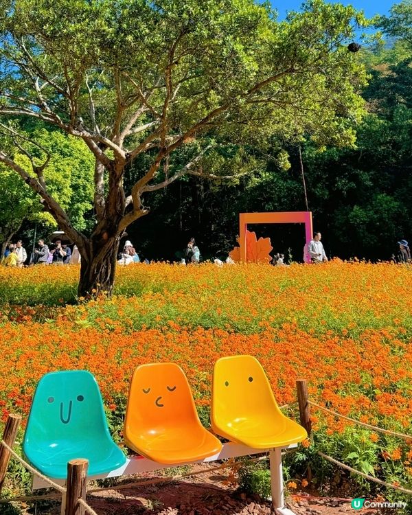 🌼🌼我愛花花🌼🌼之仙湖花展最後一輯😍