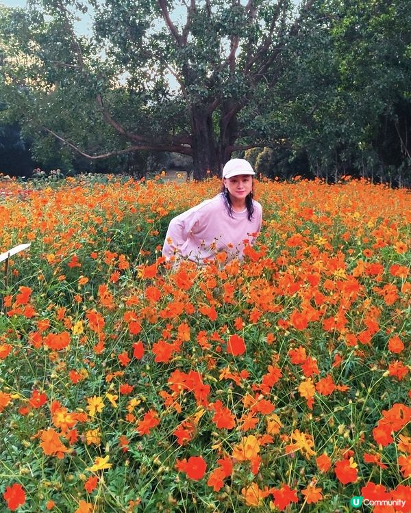 🌼🌼我愛花花🌼🌼之仙湖花展最後一輯😍