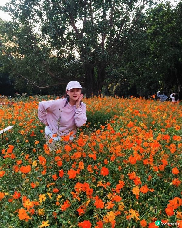 🌼🌼我愛花花🌼🌼之仙湖花展最後一輯😍