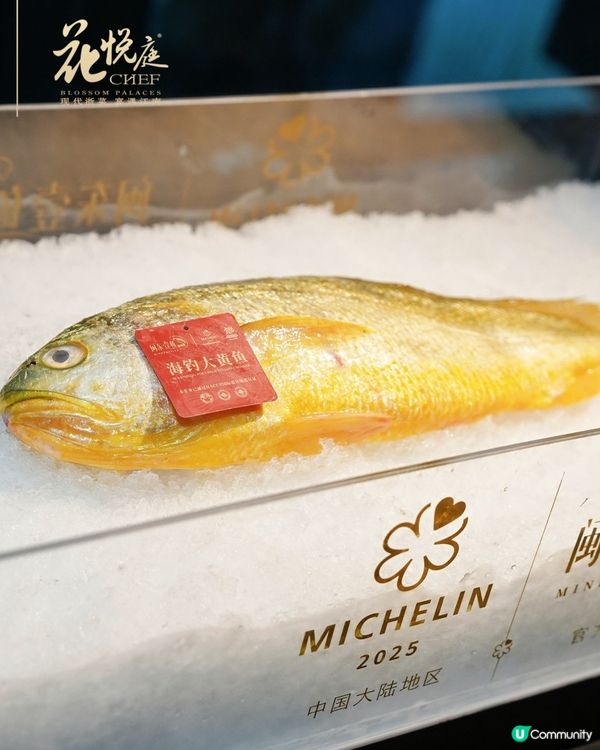 前海花悅庭黃魚宴🤤！原條黃魚極緻演繹！必衝！