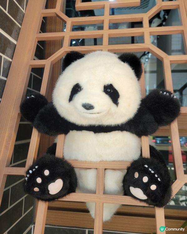 銅鑼灣新發現！古風熊貓打卡位🐼☕️