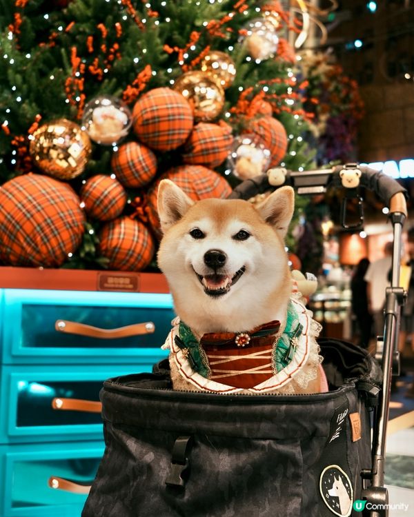 🛍️Noodoll薯蛋百貨🏬