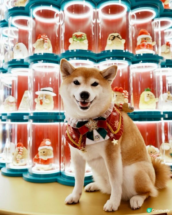 🛍️Noodoll薯蛋百貨🏬