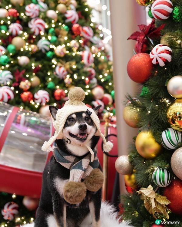 新城市廣場聖誕嘉年華！🎄🎠 🎪📸