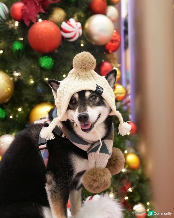 新城市廣場聖誕嘉年華！🎄🎠 🎪📸