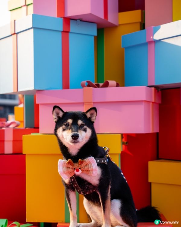 聖誕必到打卡熱點：D2 Place奇幻玩具國度