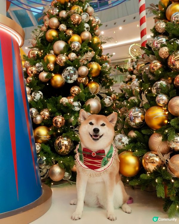 🐘Dumbo聖誕飛翔狂想曲✨