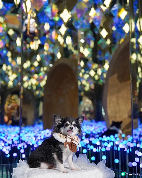 光之藝術｡丁丁✨