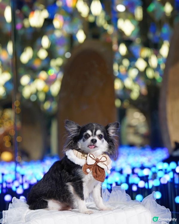 光之藝術｡丁丁✨