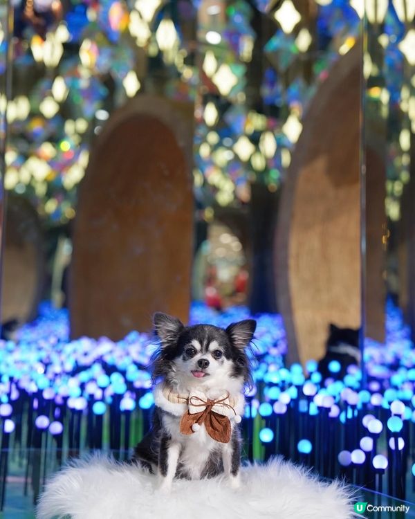 光之藝術｡丁丁✨