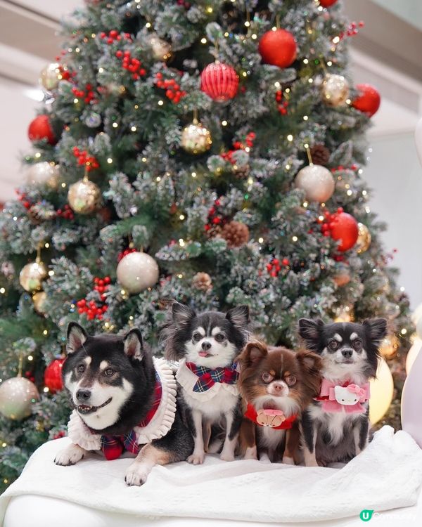 🧚Pucky聖誕奇幻森林✨🎄