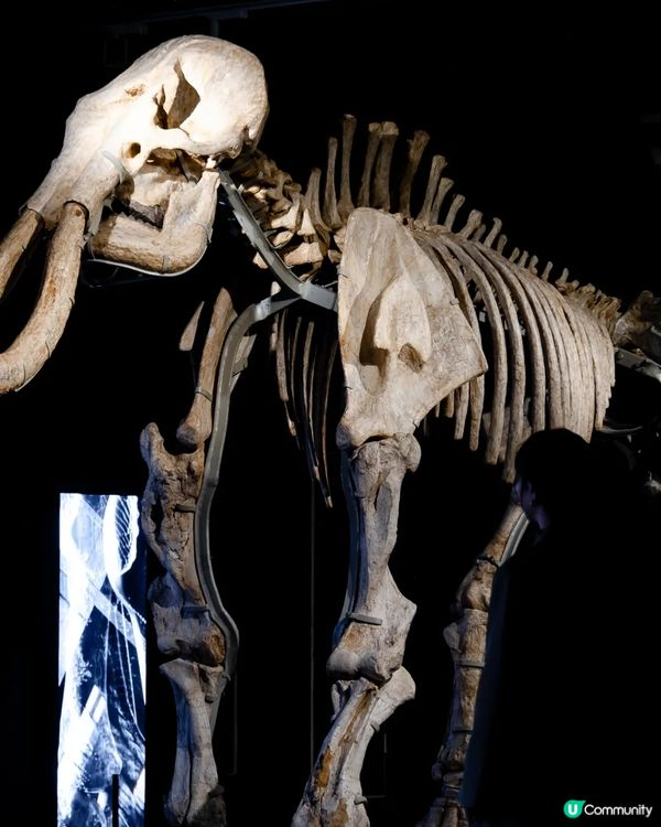 深圳展出超大型「恐龍骨架」真品🦕200+件全球文物真跡必去‼️