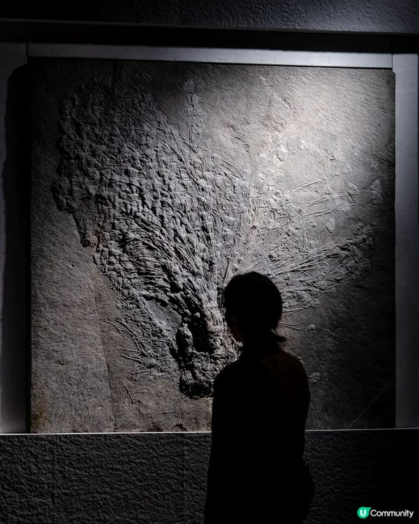 深圳展出超大型「恐龍骨架」真品🦕200+件全球文物真跡必去‼️