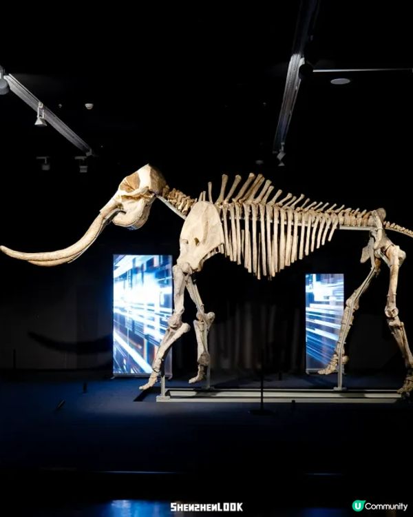 深圳展出超大型「恐龍骨架」真品🦕200+件全球文物真跡必去‼️