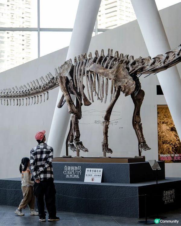 深圳展出超大型「恐龍骨架」真品🦕200+件全球文物真跡必去‼️