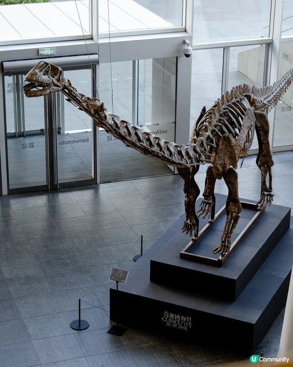 深圳展出超大型「恐龍骨架」真品🦕200+件全球文物真跡必去‼️