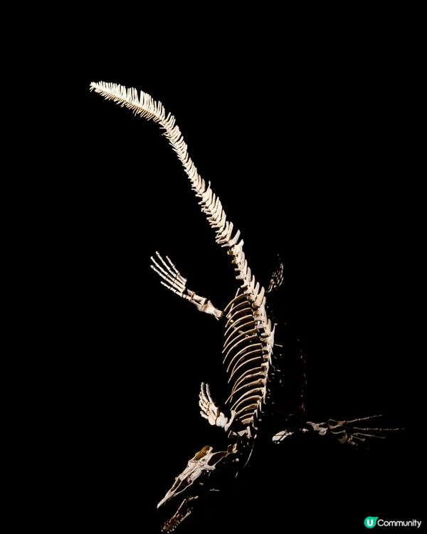 深圳展出超大型「恐龍骨架」真品🦕200+件全球文物真跡必去‼️