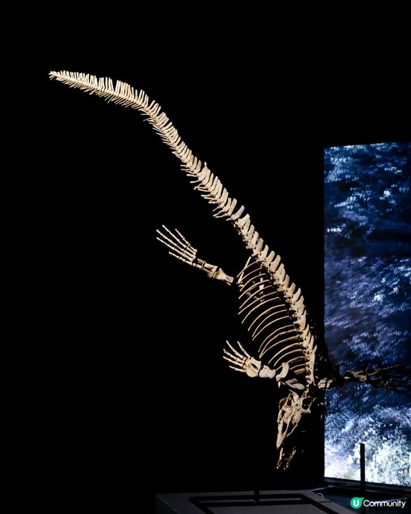 深圳展出超大型「恐龍骨架」真品🦕200+件全球文物真跡必去‼️