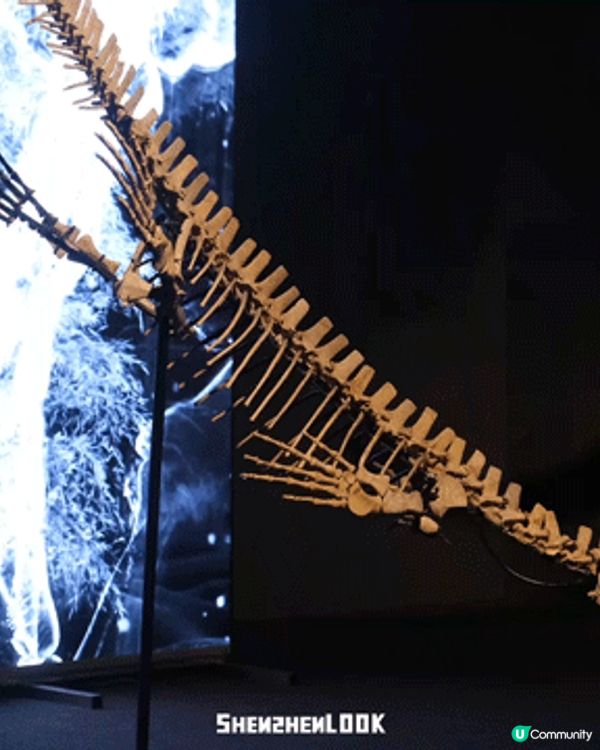 深圳展出超大型「恐龍骨架」真品🦕200+件全球文物真跡必去‼️