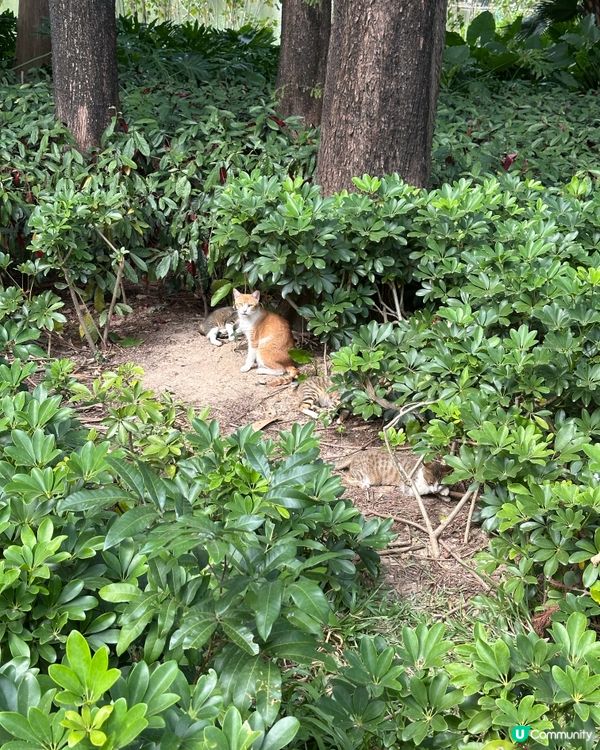 貓與公園