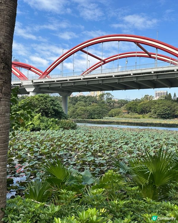 貓與公園
