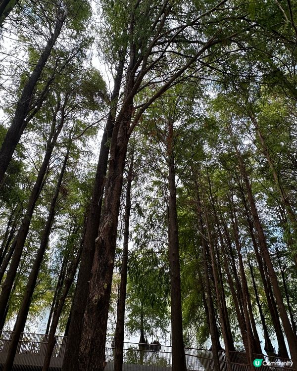貓與公園