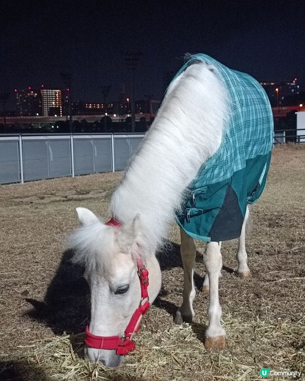 東京冬日大型灯飾 大井競馬場