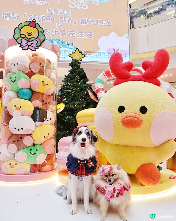 聖誕萌爆登場！糖果樂園打卡📸！