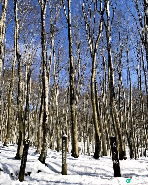 美人林❄️銀色童話世界！雪鞋漫步🌲