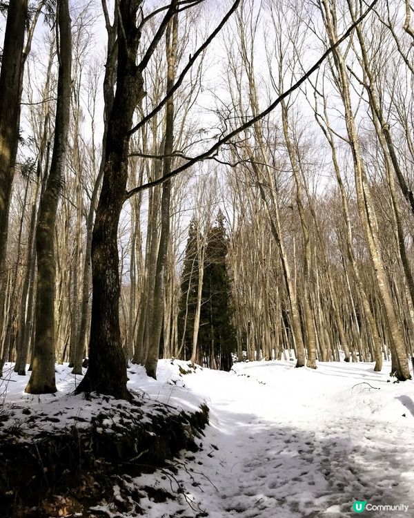 美人林❄️銀色童話世界！雪鞋漫步🌲