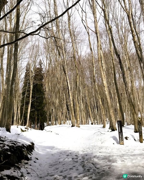 美人林❄️銀色童話世界！雪鞋漫步🌲