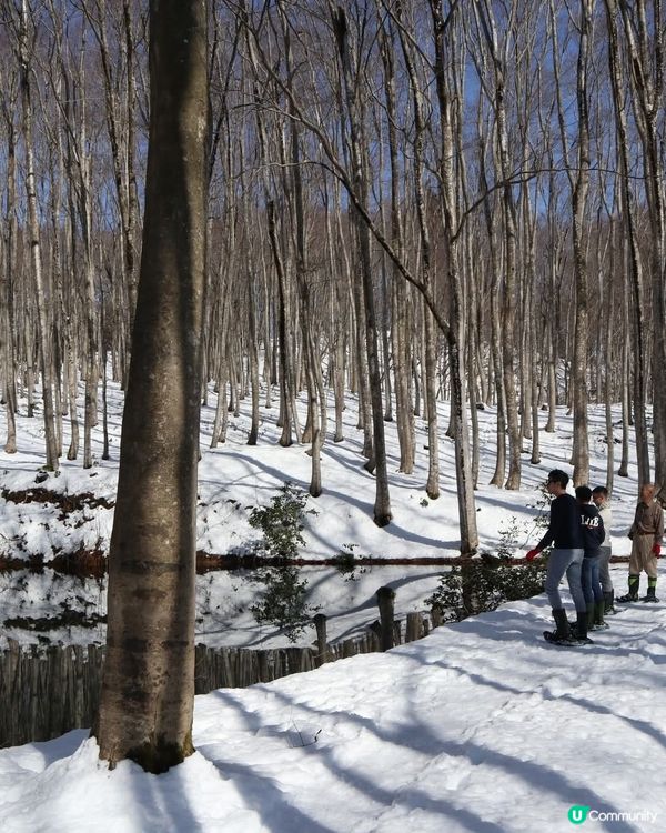 美人林❄️銀色童話世界！雪鞋漫步🌲