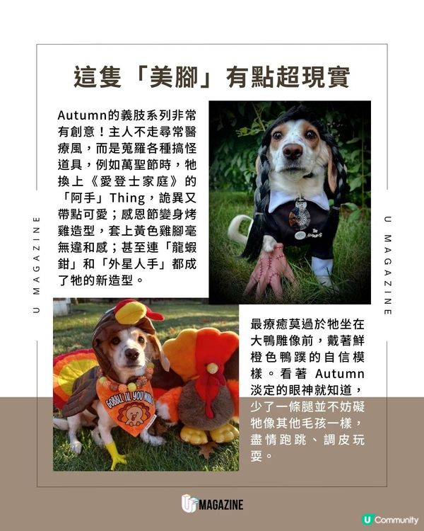 汪星界最強「義肢」穿搭術！從龍蝦鉗、雞腳到外星人手等造型