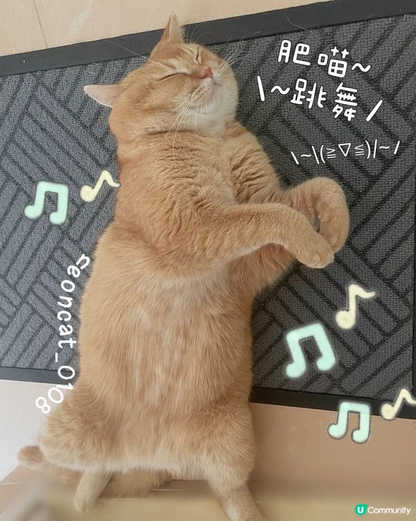 療癒貓貓😻❤️❤️