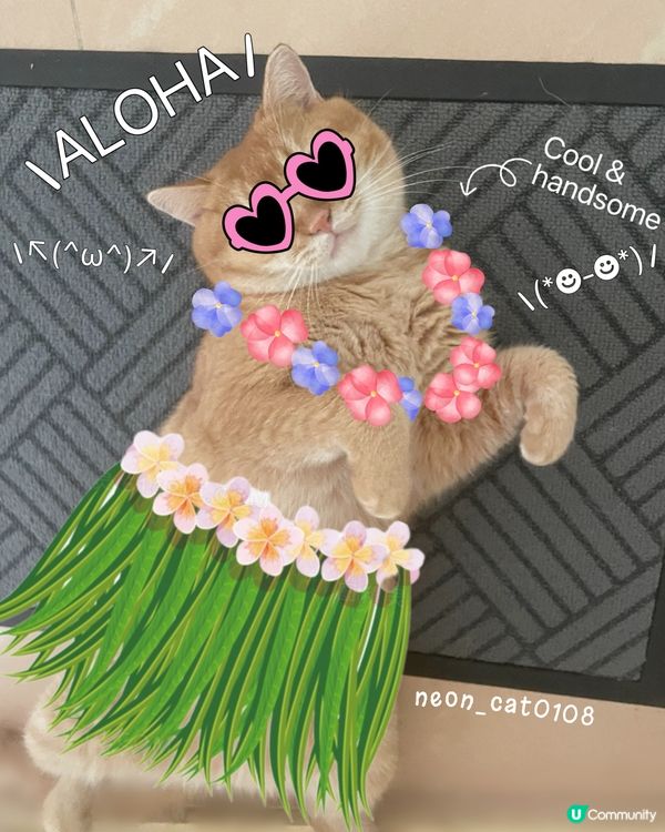 療癒貓貓😻❤️❤️