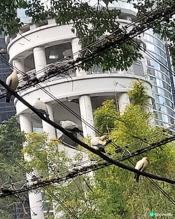 雀鳥花式跳繩