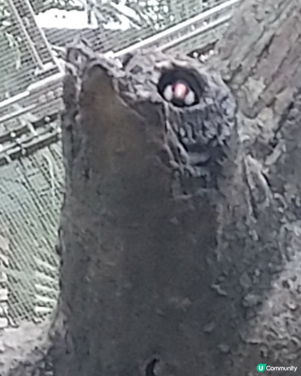 捉迷藏