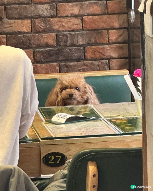 荃灣寵物友善西餐！狗狗都坐得🐶 下午茶勁抵！
