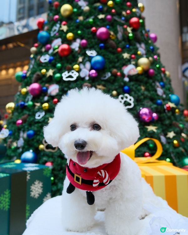 銅鑼灣不能錯過的聖誕影相