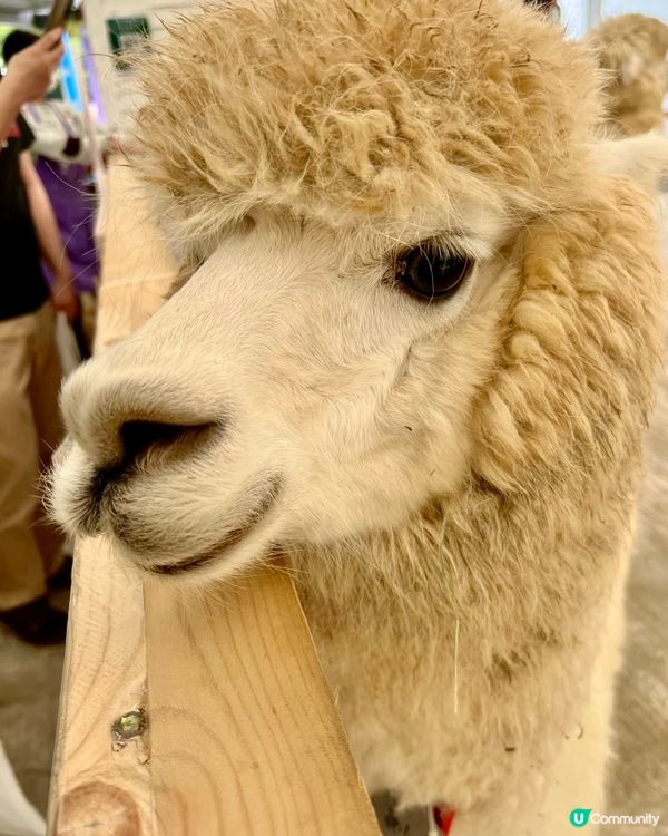 假期推介✅大埔蝶豆花園親子遊