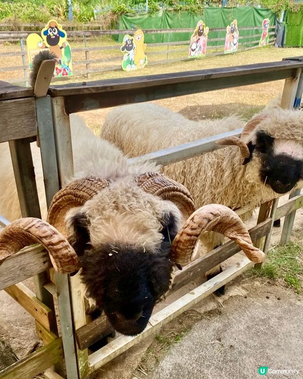 假期推介✅大埔蝶豆花園親子遊