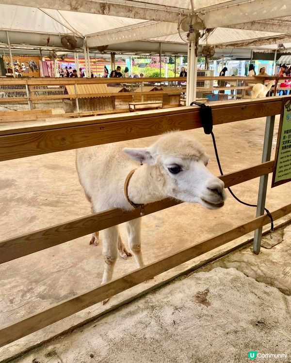 假期推介✅大埔蝶豆花園親子遊