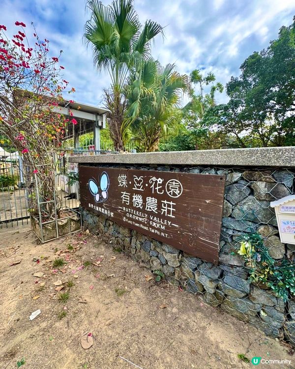 假期推介✅大埔蝶豆花園親子遊