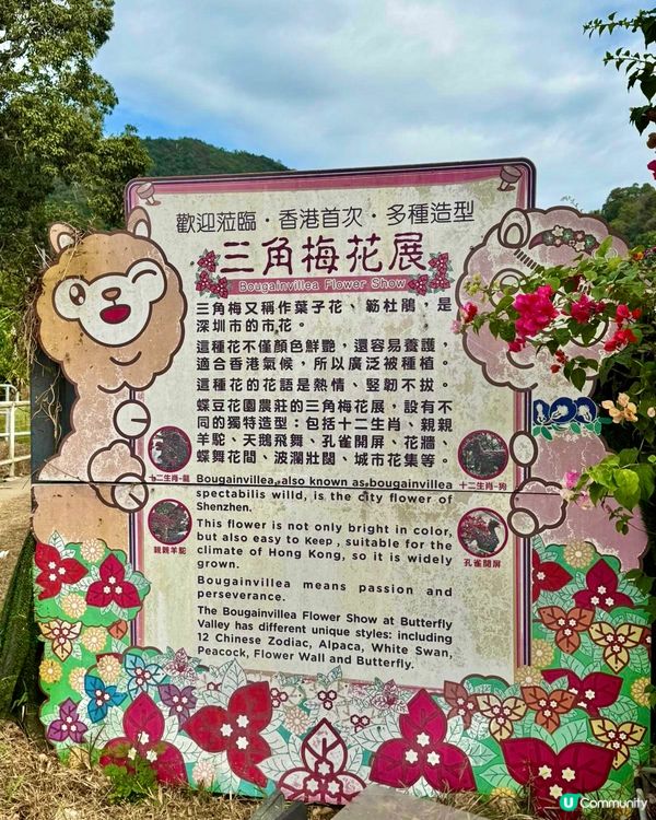 假期推介✅大埔蝶豆花園親子遊