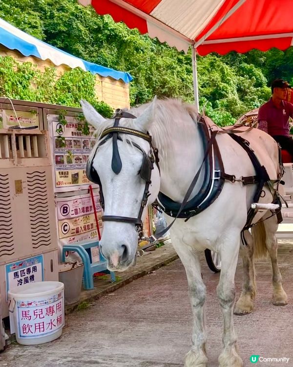 假期推介✅大埔蝶豆花園親子遊